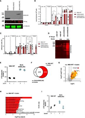 SKAP2 acts downstream of CD11b/CD18 and regulates neutrophil effector function